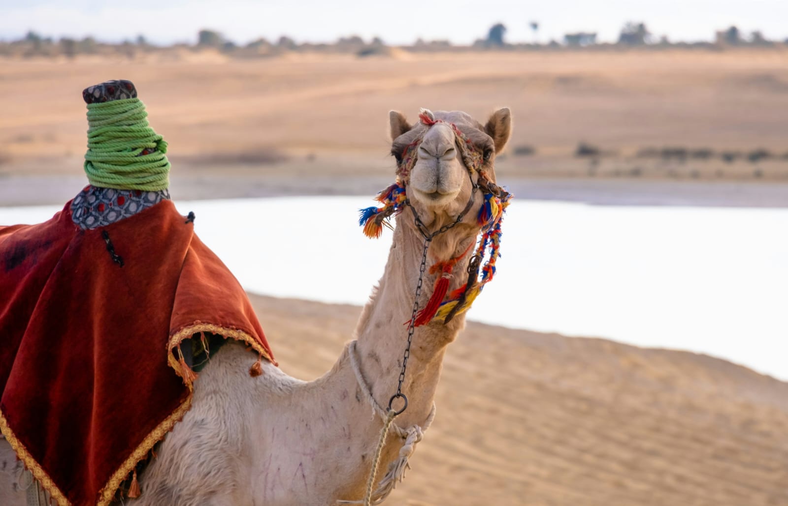 Aswan Desert Safari: Camels, Monastery & Sunset image 2